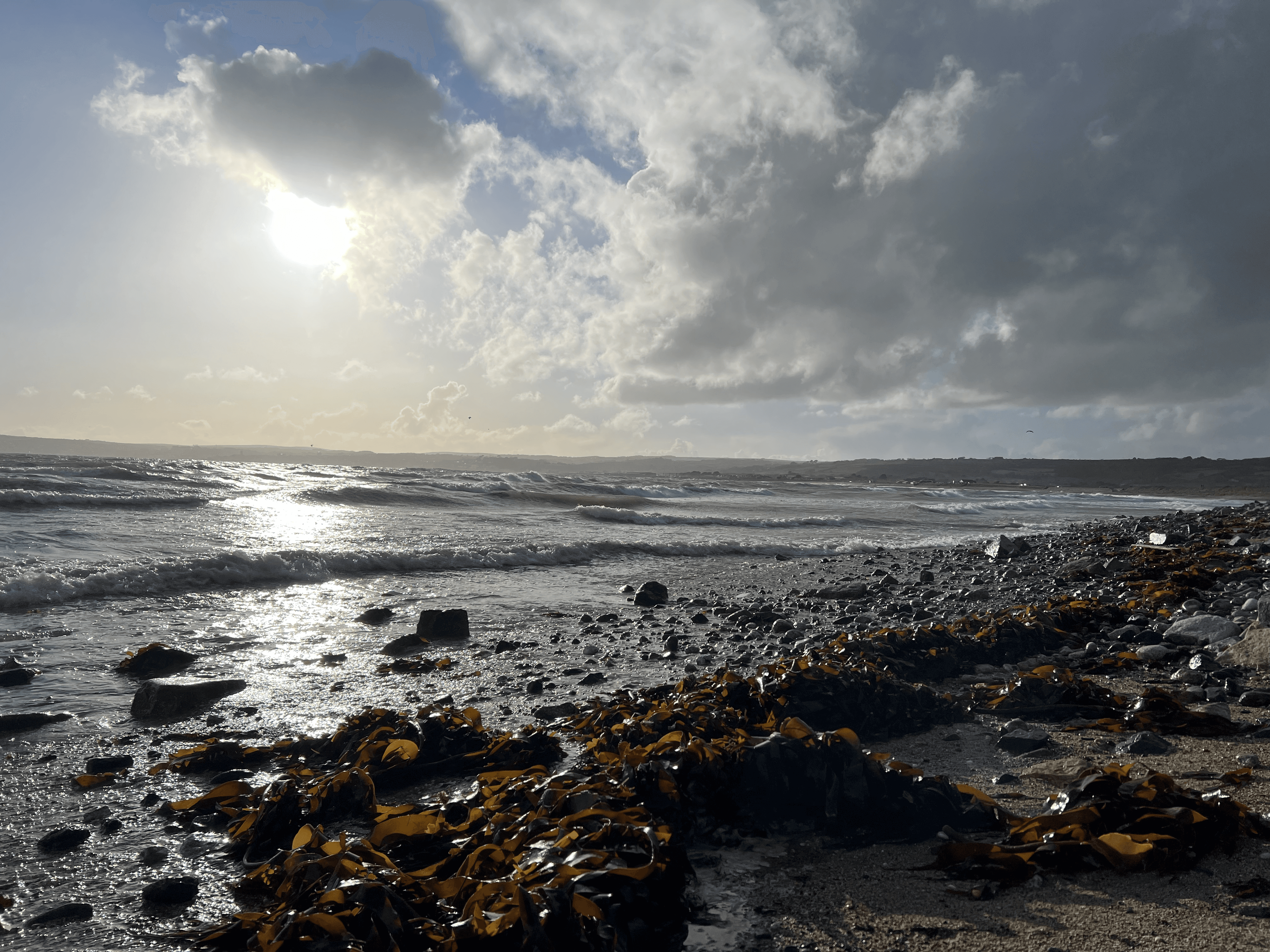 Seaweed on the Shore, South West England